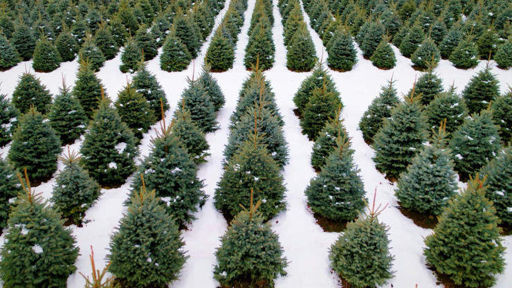 Как выбрать и украсить елку на Новый год 2022 + Советы по самостоятельному изготовлению