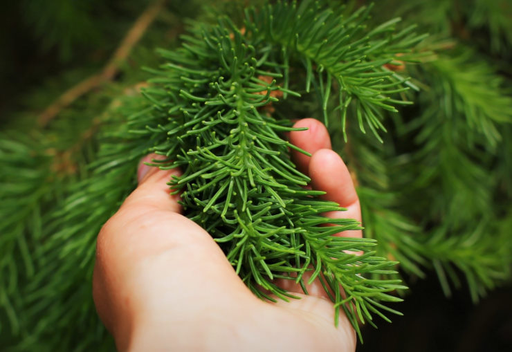 Как выбрать и украсить елку на Новый год 2022 + Советы по самостоятельному изготовлению